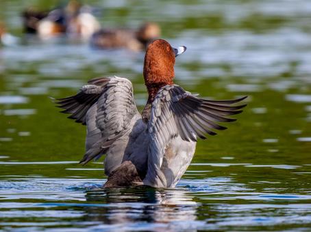 池で羽ばたくホシハジロ・カモ・鴨 ホシハジロ,鴨,野鳥の写真素材