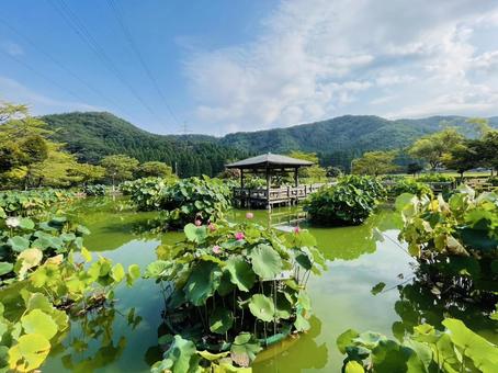 花はす公園/福井 花はす公園/福井 絶景スポット,日本の絶景1120,福井の写真素材
