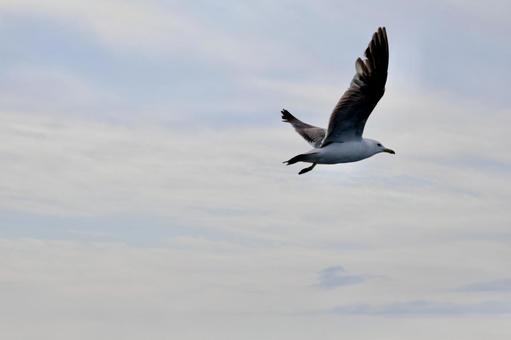 夕方に飛ぶウミネコ 夕方に飛ぶウミネコ ウミネコ,カモメ,海鳥の写真素材