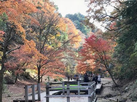 紅葉狩り 紅葉狩りの写真