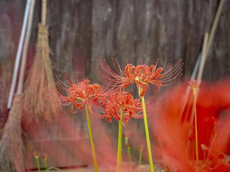 Cluster amaryllis in the attic, JPG