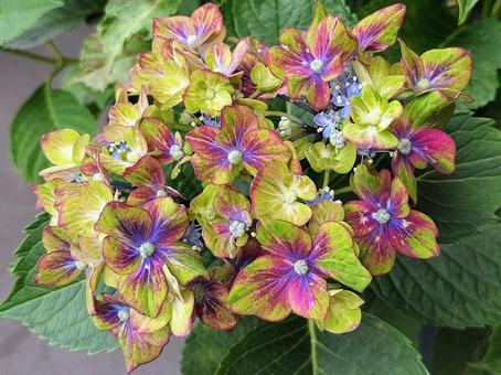 緑の紫陽花・ シュロスバッカーバルト 緑の紫陽花・ シュロスバッカーバルトの写真