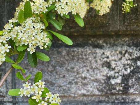 石垣を背景に咲くピラカンサの白い小花2 石垣を背景に咲くピラカンサの白い小花2 ピラカンサ,花,白の写真素材