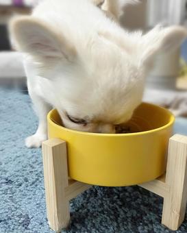 Photo, dog, puppy, chihuahuasa, 