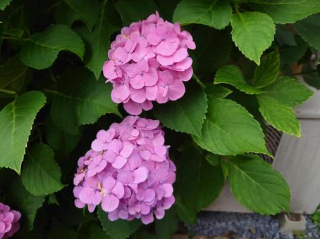 アジサイ 萼,紫陽花,hydrangeaの写真素材