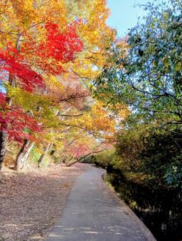 紅葉　清水公園　千葉県野田市 清水公園,千葉県野田市,紅葉の写真素材