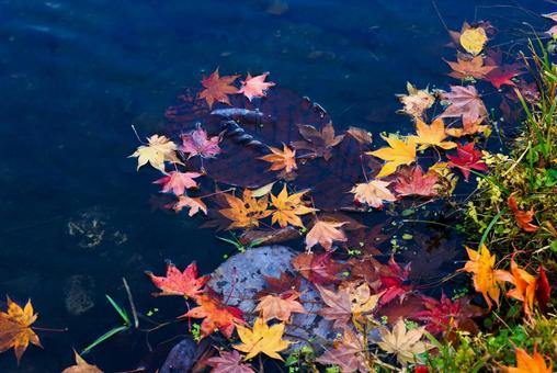水に落ちた紅葉  水,池,紅葉の写真素材