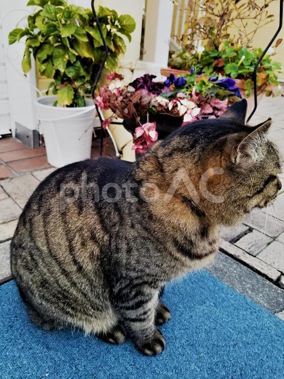 猫　後ろ姿　横向き 猫,動物,ペットの写真素材
