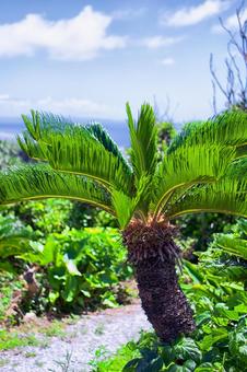 沖縄のソテツ 沖縄のソテツの写真