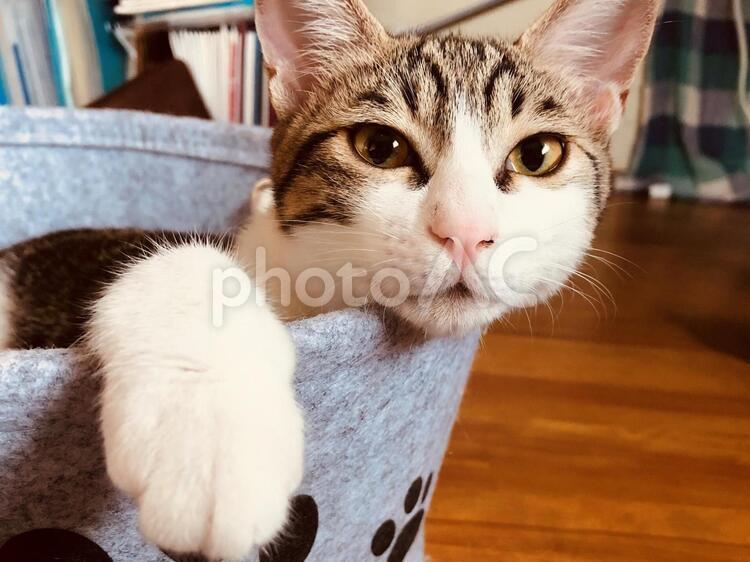 えっと・・なんでしたっけ？ 猫,動物,室内の写真素材