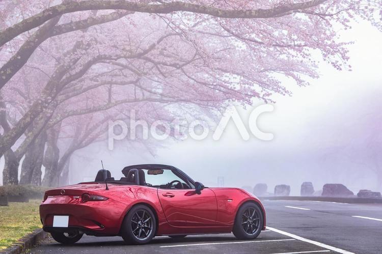 霧の中の桜と赤いオープンカー 霧,桜,オープンカーの写真素材
