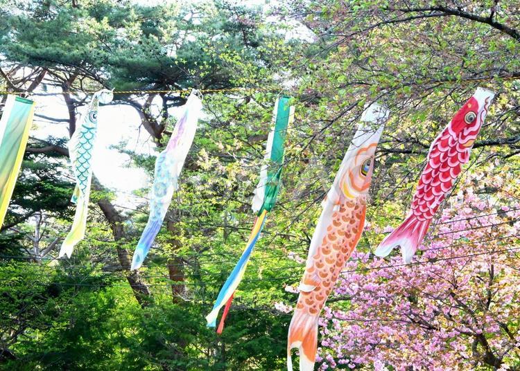 ピンクとオレンジの鯉のぼり 鯉のぼり,鯉,春の写真素材
