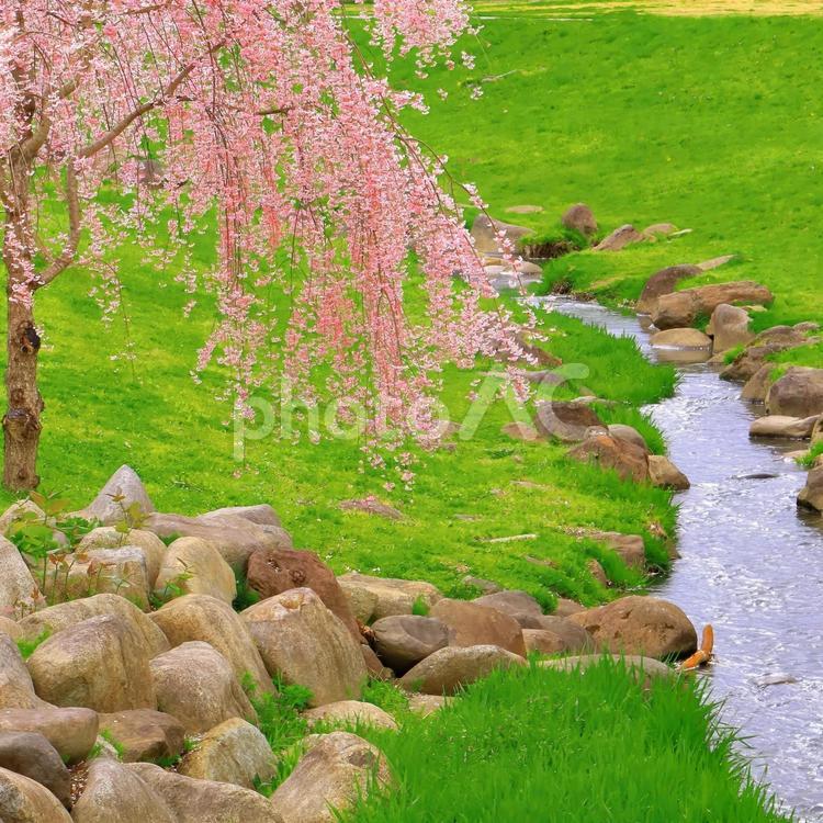 サラサラ流れる小川の畔に咲く満開の枝垂桜 植物,花,桜の写真素材