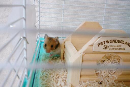 ハムスターの写真