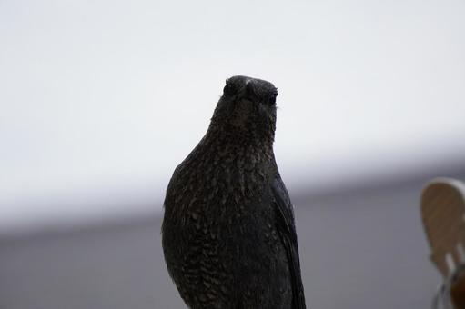 イソヒヨドリ　 鳥,野鳥,イソヒヨドリの写真素材