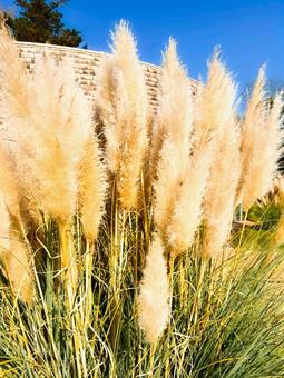 すすき すすき,秋,紅葉の写真素材