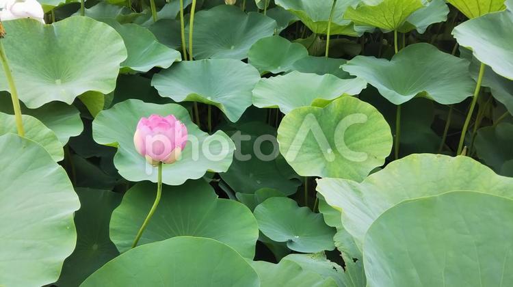 蓮 ハス,蓮,花の写真素材