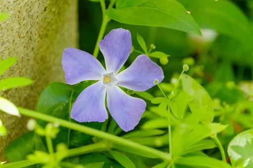 木の幹のそばで咲く蔓日日草 蔓日日草,花,植物の写真素材