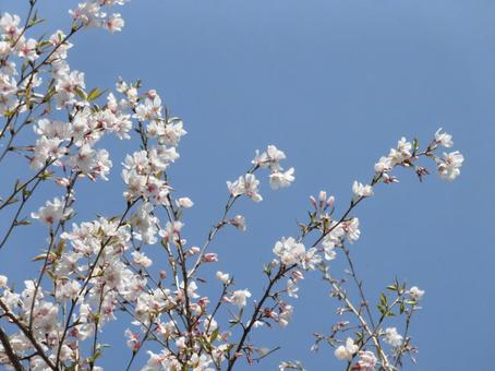 葉桜② 葉桜② 桜,葉桜,ボタニカルの写真素材