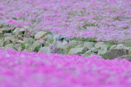 ミニチュアシュナウザー ミニチュアシュナウザー ミニシュナ,ミニチュア,シュナウザーの写真素材