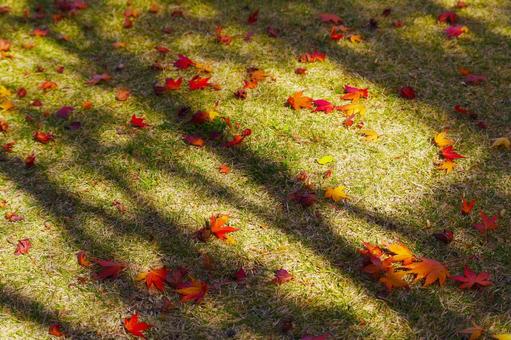 紅葉 紅葉の写真