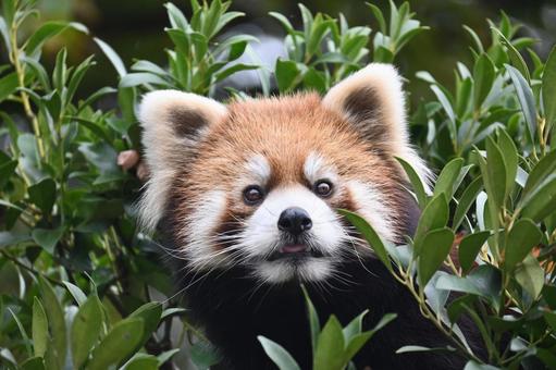 レッサーパンダ レッサーパンダの写真