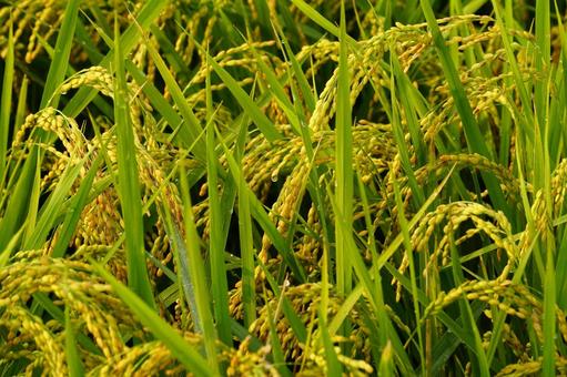 収穫の秋 収穫の秋 稲穂,米,日差しの写真素材
