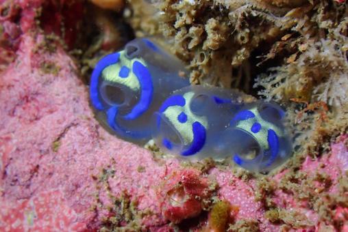 三浦 パンダホヤ 三浦 パンダホヤ スキューバーダイビング,ダイビング,水中の写真素材