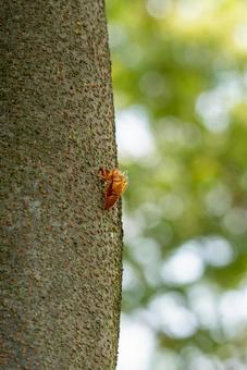 夏の記憶：木の幹の蝉の抜け殻 蝉の抜け殻,木の幹,自然の写真素材