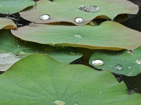 Lotus and polka dots, JPG