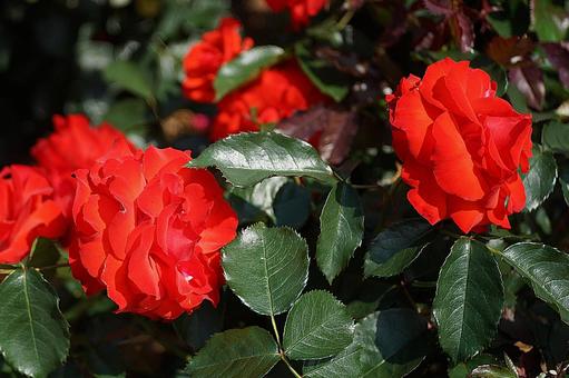 Photo, hyōgo prefecture, aramaki rose park, early summer, 