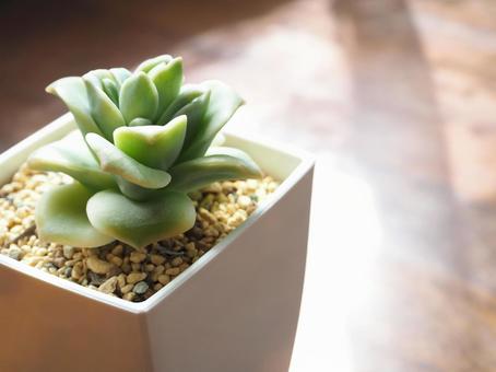 多肉植物 ラブリーローズ 多肉植物 ラブリーローズの写真