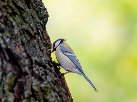 木にとまるシジュウカラ 木にとまるシジュウカラの写真