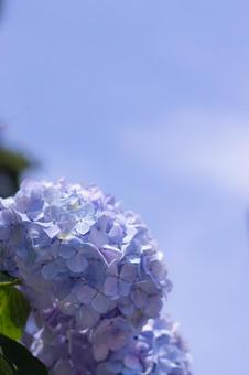 晴天の下の紫陽花 晴天の下の紫陽花の写真