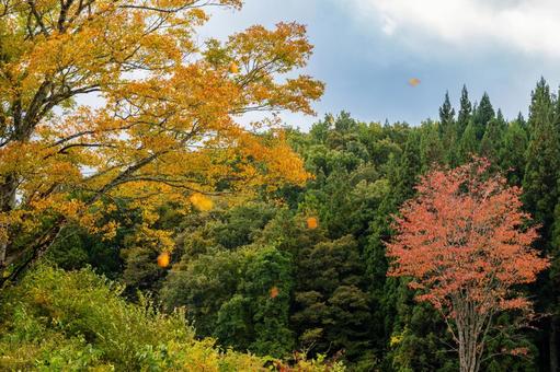 色づく木々(24)の写真