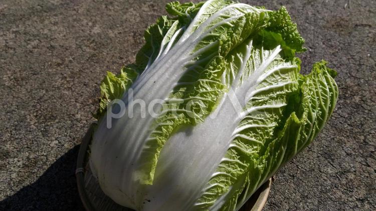 冬の穫れたて「白菜」3 おいしい,なべ,ふゆの写真素材