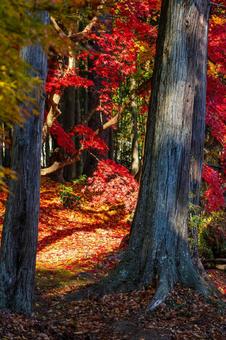佐々木家住宅の秋景色⒅ 晩秋,紅葉,モミジの写真素材