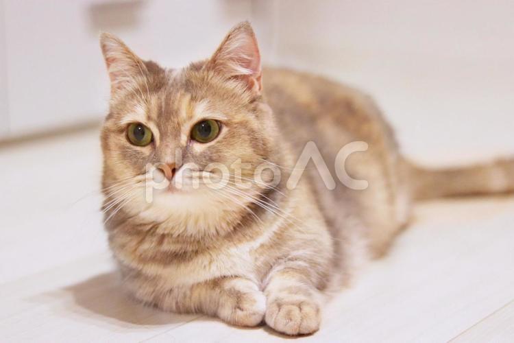 遠くを見つめる猫 猫,ねこ,ネコの写真素材