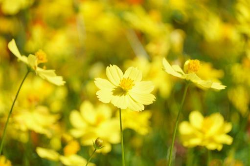 キバナコスモス キバナコスモス,花,秋の写真素材