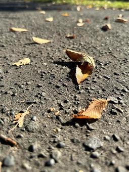 秋の散歩道 秋の散歩道 自然,秋,秋の散歩道の写真素材