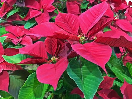 Poinsettia 1, annual, every year, background photo, JPG