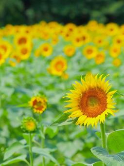 Sunflower, JPG Sunflower, JPG