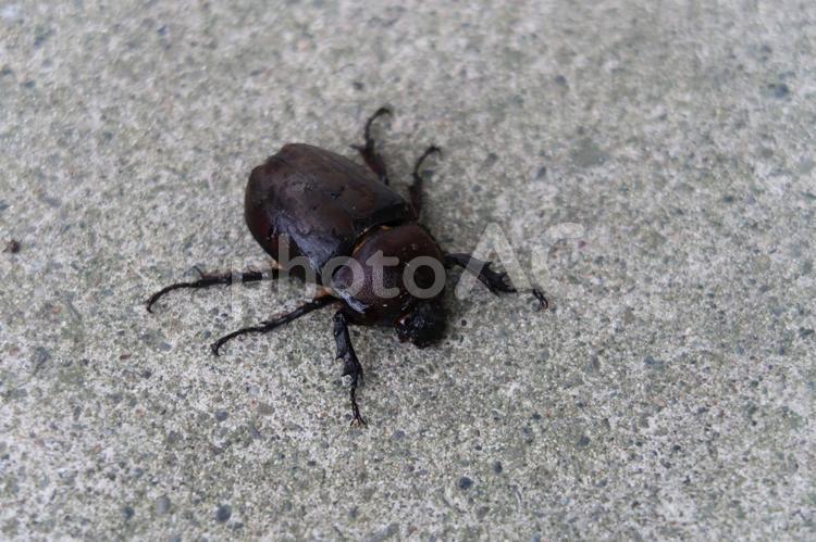かぶとむし　メス かぶとむし,メス,虫の写真素材