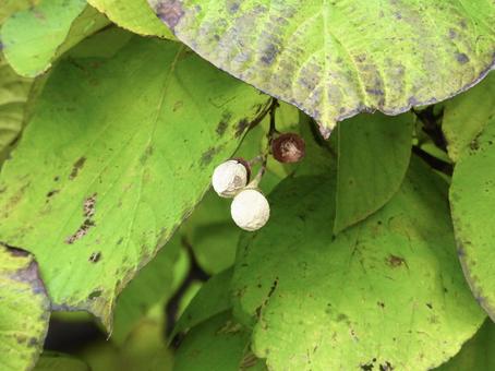 実のなる木 植物,実,木の写真素材