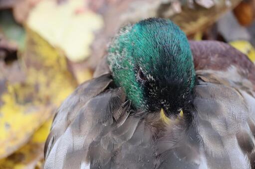 お昼寝をするマガモ 可愛い,寝る,昼寝の写真素材