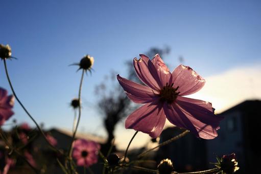 コスモスの透過光 コスモス,秋桜,花の写真素材