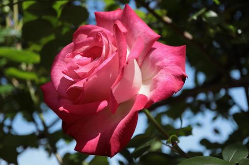 赤い薔薇をバラ園にて撮影しました 赤い薔薇をバラ園にて撮影しました 花,薔薇,自然の写真素材