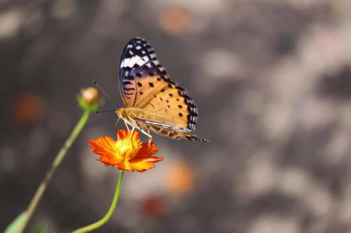 コスモスで吸蜜するツマグロヒョウモン蝶 コスモスで吸蜜するツマグロヒョウモン蝶 コスモス,吸蜜,ツマグロヒョウモン蝶の写真素材