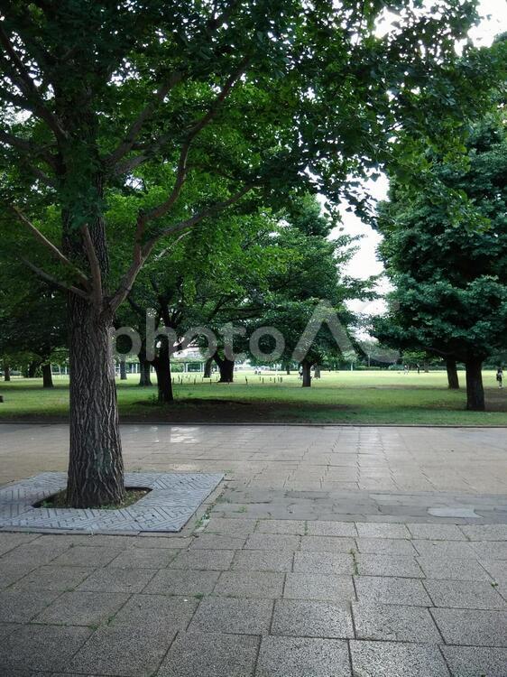 殿ヶ谷庭園風景 自然,風景,森の写真素材