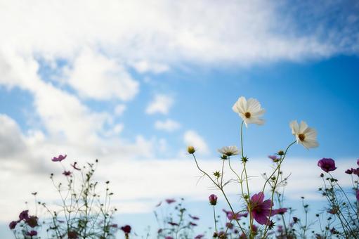 澄み切った青空に咲く白とピンクのコスモス コスモス,秋桜,花の写真素材